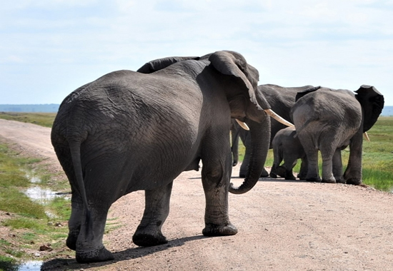 Amboseli Camping Safari