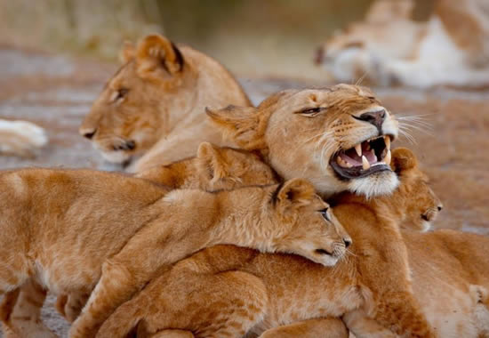 Best Tanzania Budget Safari