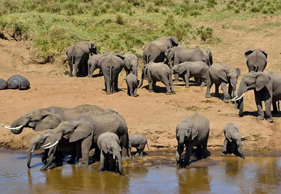 Best Tanzania Camping Safari