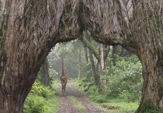 Best Tanzania Camping Tour