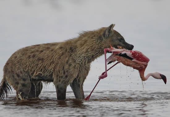 Mara Nakuru Lodge Safari