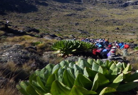 Mount Kenya Hike