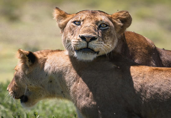 Ngorongoro Crater Camping Safari