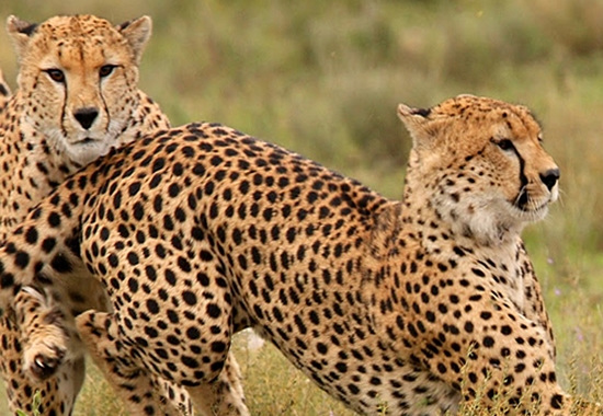 Samburu Camping Safari