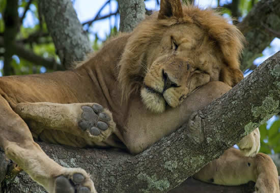 Tanzania Camping Safari