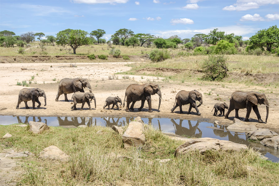 Best Tanzania Budget Safari​