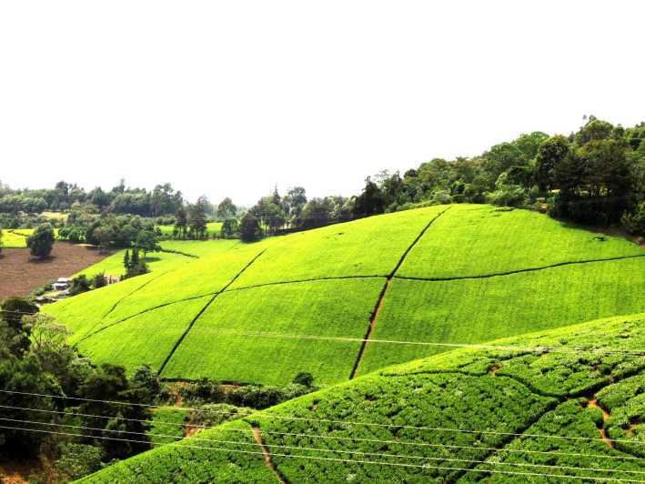 Kiambethu Tea Farm Tour