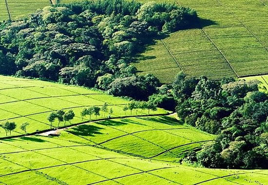 Kiambethu Tea Farm Tour