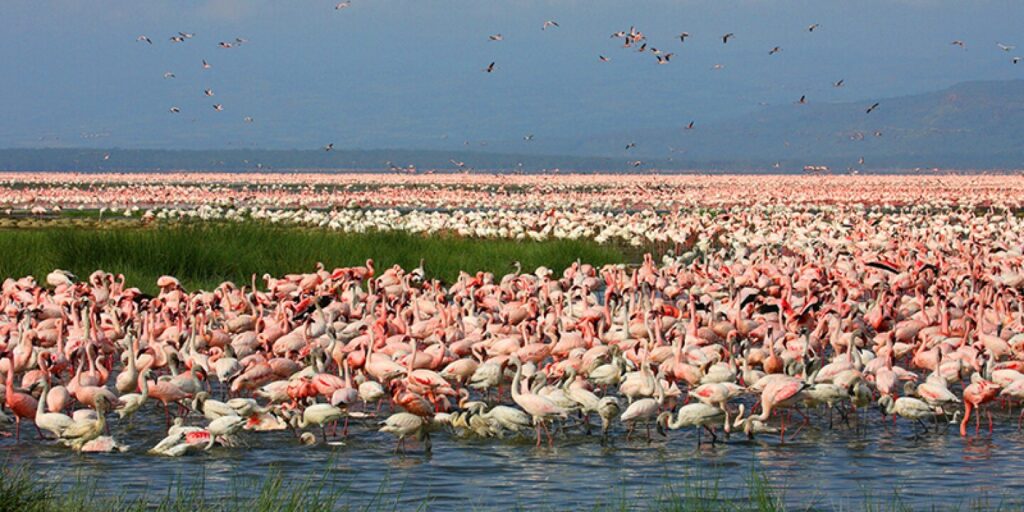 Masai Mara Lake Nakuru Camping Safari​
