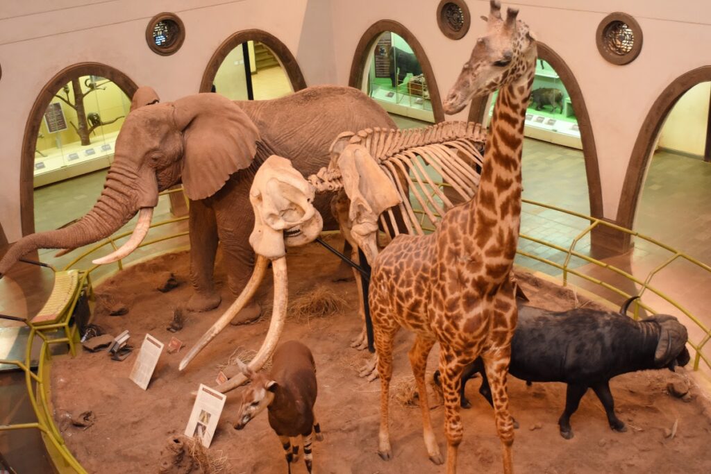 Nairobi National Museum Tour
