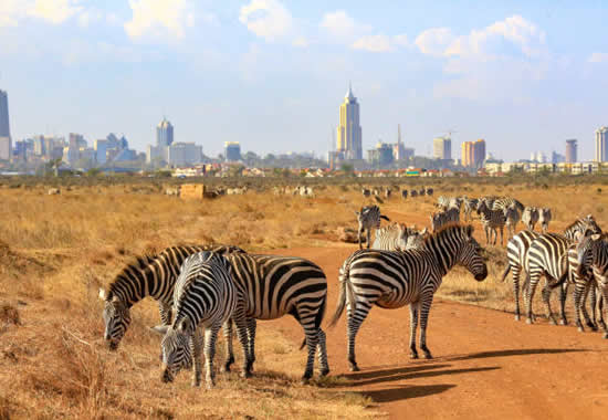 Nairobi National Park Tour