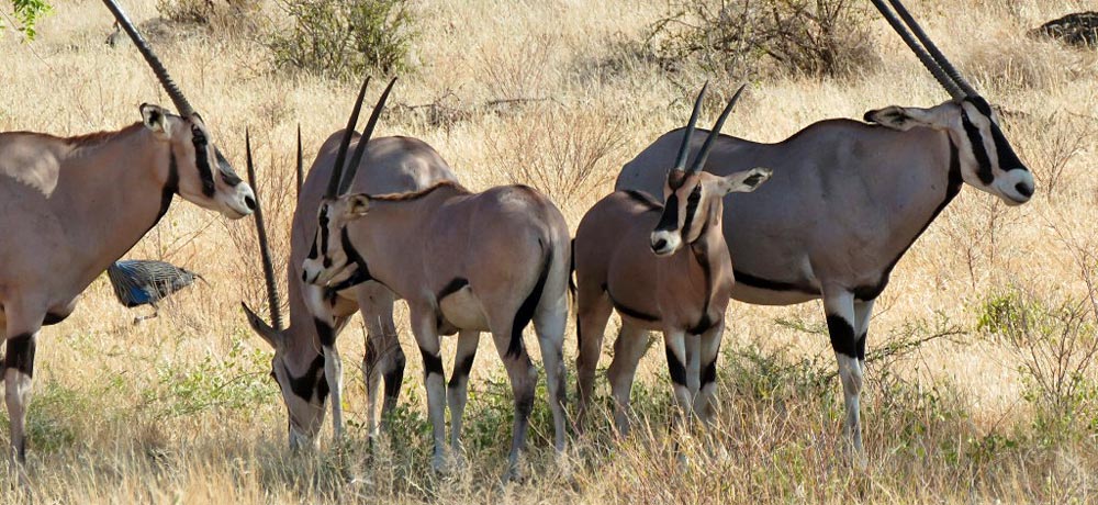 Samburu Camping Safari