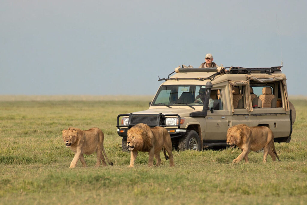 Tanzania Budget Safari 