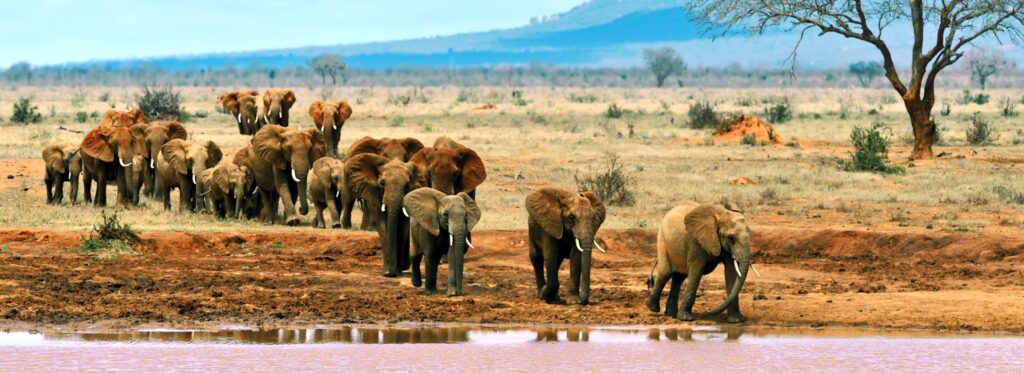 Tsavo Budget Safari